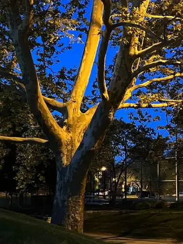 Nightfall paints the sycamore in striking gold.